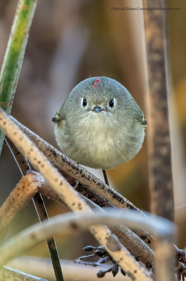 Финалисты конкурса на самую смешную фотографию с дикими животными Comedy Wildlife Photography Awards