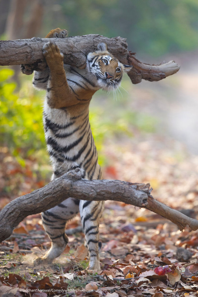 Финалисты конкурса на самую смешную фотографию с дикими животными Comedy Wildlife Photography Awards