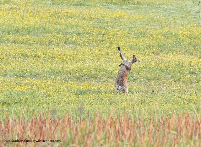 Финалисты конкурса на самую смешную фотографию с дикими животными Comedy Wildlife Photography Awards