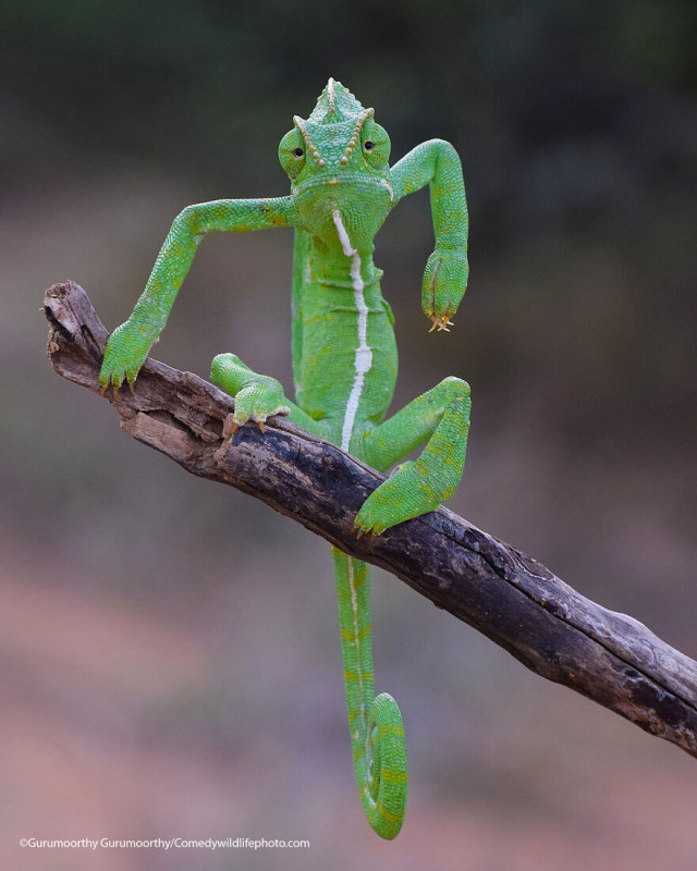 Финалисты конкурса на самую смешную фотографию с дикими животными Comedy Wildlife Photography Awards