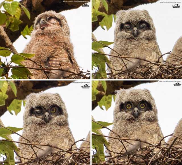 Финалисты конкурса на самую смешную фотографию с дикими животными Comedy Wildlife Photography Awards