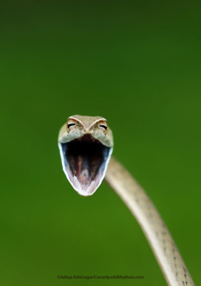 Финалисты конкурса на самую смешную фотографию с дикими животными Comedy Wildlife Photography Awards