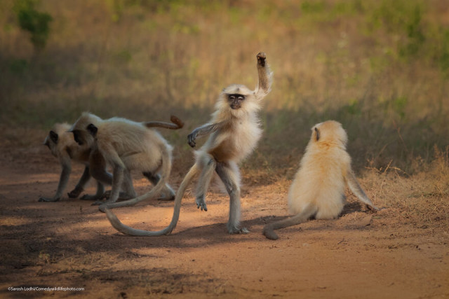 Финалисты конкурса на самую смешную фотографию с дикими животными Comedy Wildlife Photography Awards