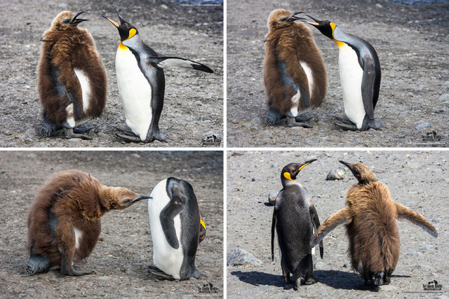 Финалисты конкурса на самую смешную фотографию с дикими животными Comedy Wildlife Photography Awards