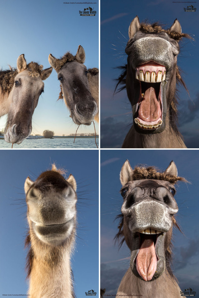 Финалисты конкурса на самую смешную фотографию с дикими животными Comedy Wildlife Photography Awards