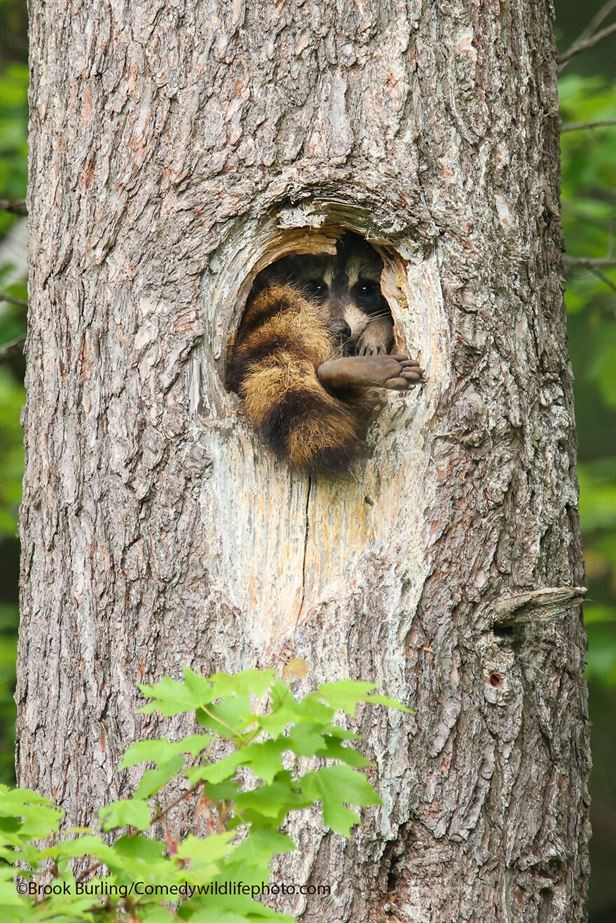 Финалисты конкурса на самую смешную фотографию с дикими животными Comedy Wildlife Photography Awards 2021 (35 фото)