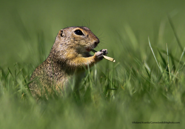 Финалисты конкурса на самую смешную фотографию с дикими животными Comedy Wildlife Photography Awards