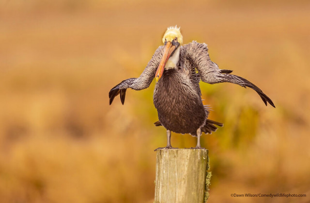 Финалисты конкурса на самую смешную фотографию с дикими животными Comedy Wildlife Photography Awards