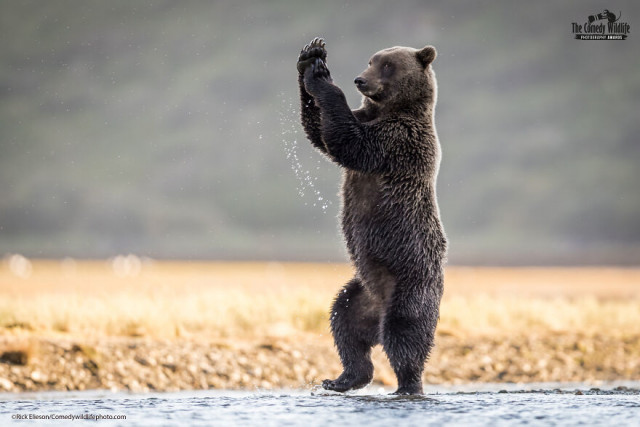 Финалисты конкурса на самую смешную фотографию с дикими животными Comedy Wildlife Photography Awards