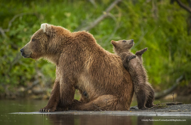 Финалисты конкурса на самую смешную фотографию с дикими животными Comedy Wildlife Photography Awards