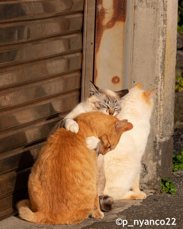 Прелестных котиков вам в ленту (фото)