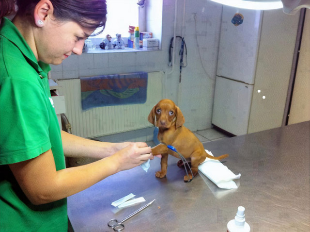 Очаровательные причин, почему работа ветеринаром окупается сполна (фото)