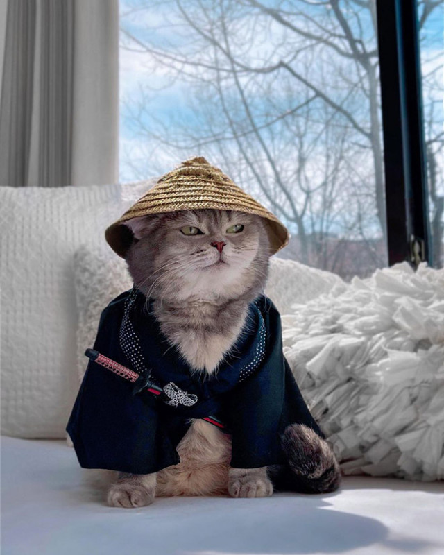 Бродячий кот нашёл новый дом и стал Instagram-знаменитостью (фото)