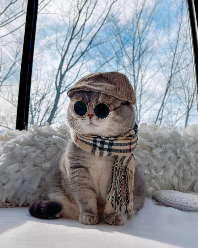 Бродячий кот нашёл новый дом и стал Instagram-знаменитостью (фото)