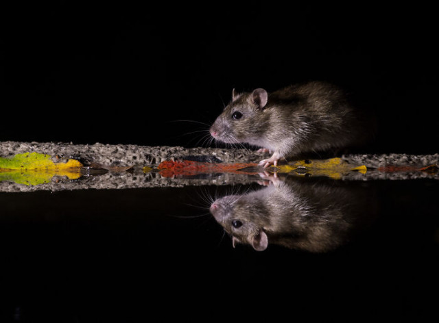 Фотограф делает красивые фотографии с крысами (фото)
