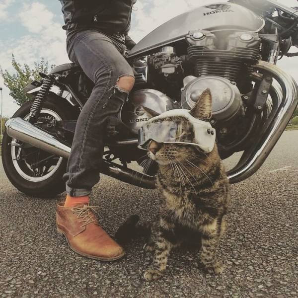 Кошка Катод, которая обожает путешествовать со своим хозяином (фото)