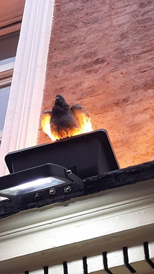 В сети показали птиц, которые могут напугать (фото)