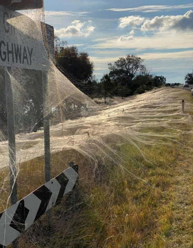 В Австралии после наводнения началось нашествие пауков (фото)