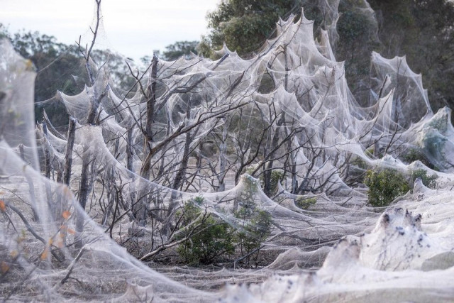 В Австралии после наводнения началось нашествие пауков (фото)