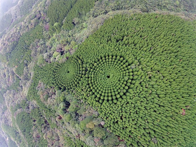 Таинственные круги в Японии: дрон запечатлел круги деревьев  (фото)