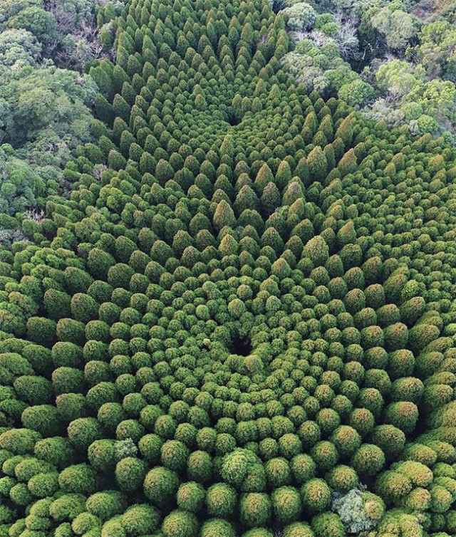 Таинственные круги в Японии: дрон запечатлел круги деревьев  (фото)