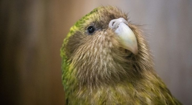 Интересные факты про нелетающих птиц, которые вы могли не знать 
