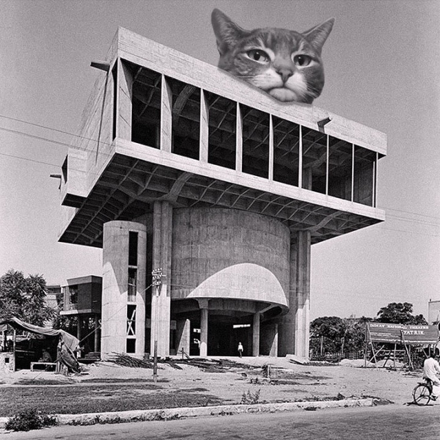 Кошки брутализма: Instagram-аккаунт, в котором бруталистская архитектура сочетается с гигантскими кошками