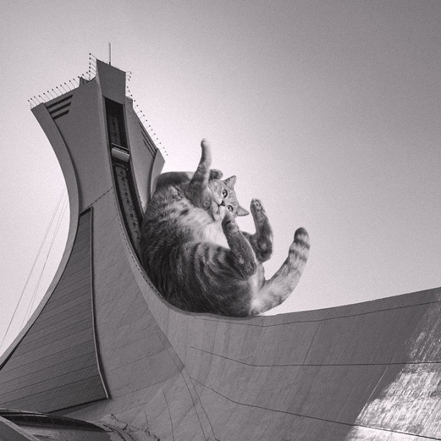 Кошки брутализма: Instagram-аккаунт, в котором бруталистская архитектура сочетается с гигантскими кошками