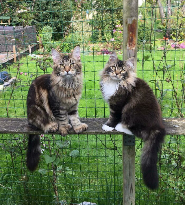 25 наглядных причин, почему две кошки лучше, чем одна (фото)
