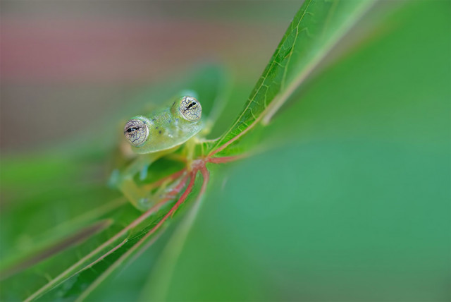 Победители и финалисты тематического конкурса \"Глаза\" фотоконкурса WildArt Photographer of the Year 