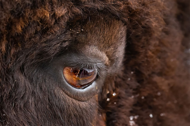 Победители и финалисты тематического конкурса \"Глаза\" фотоконкурса WildArt Photographer of the Year 