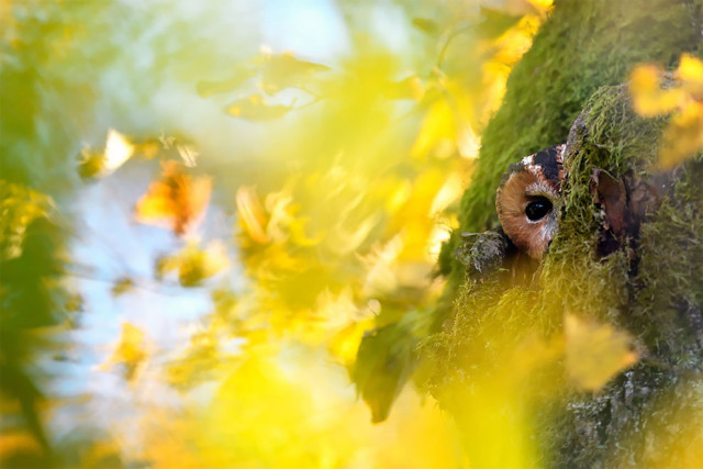 Победители и финалисты тематического конкурса \"Глаза\" фотоконкурса WildArt Photographer of the Year 