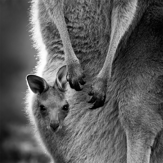 Победители и финалисты тематического конкурса \"Глаза\" фотоконкурса WildArt Photographer of the Year 