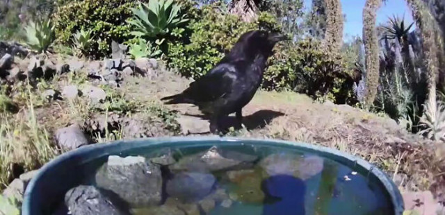 мериканка установила фонтанчик у себя во дворе и показывает, кто из животных приходит к ней в гости