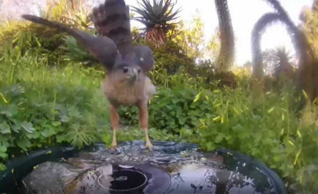 мериканка установила фонтанчик у себя во дворе и показывает, кто из животных приходит к ней в гости