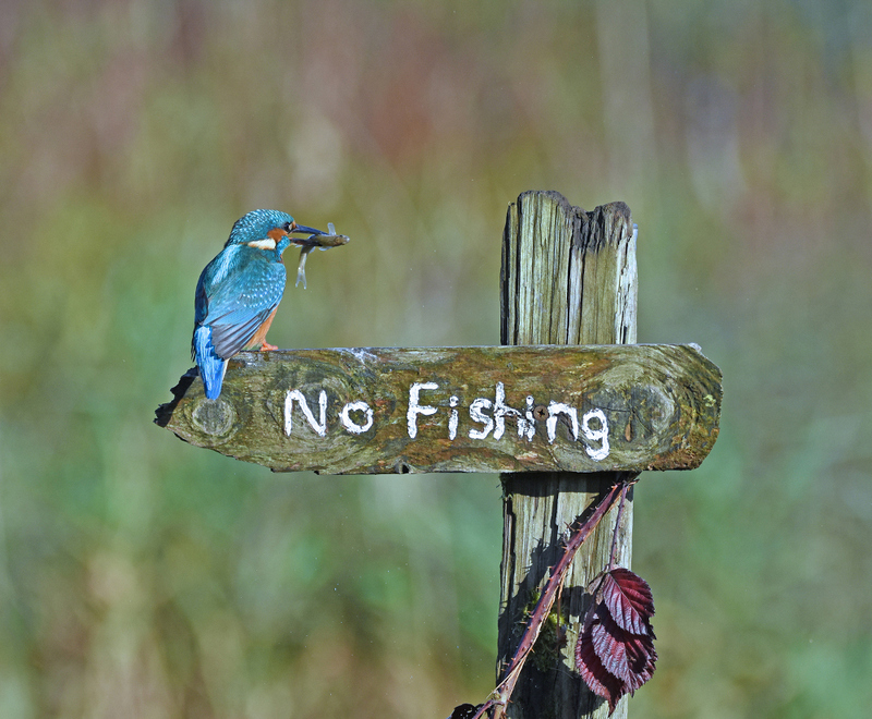 Самые смешные фотки животных по версии Comedy Wildlife Photography