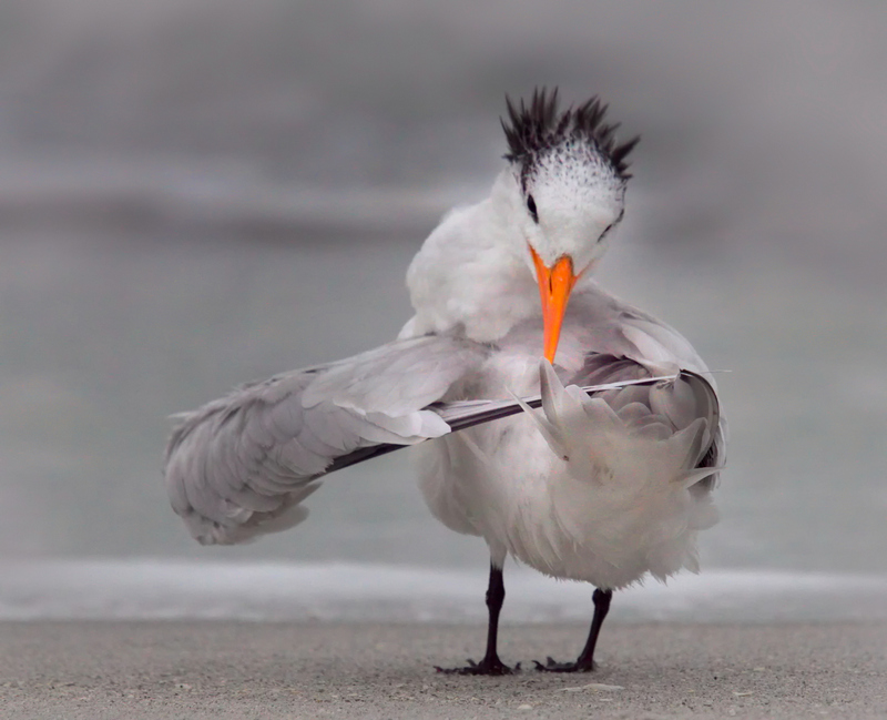 Самые смешные фотки животных по версии Comedy Wildlife Photography