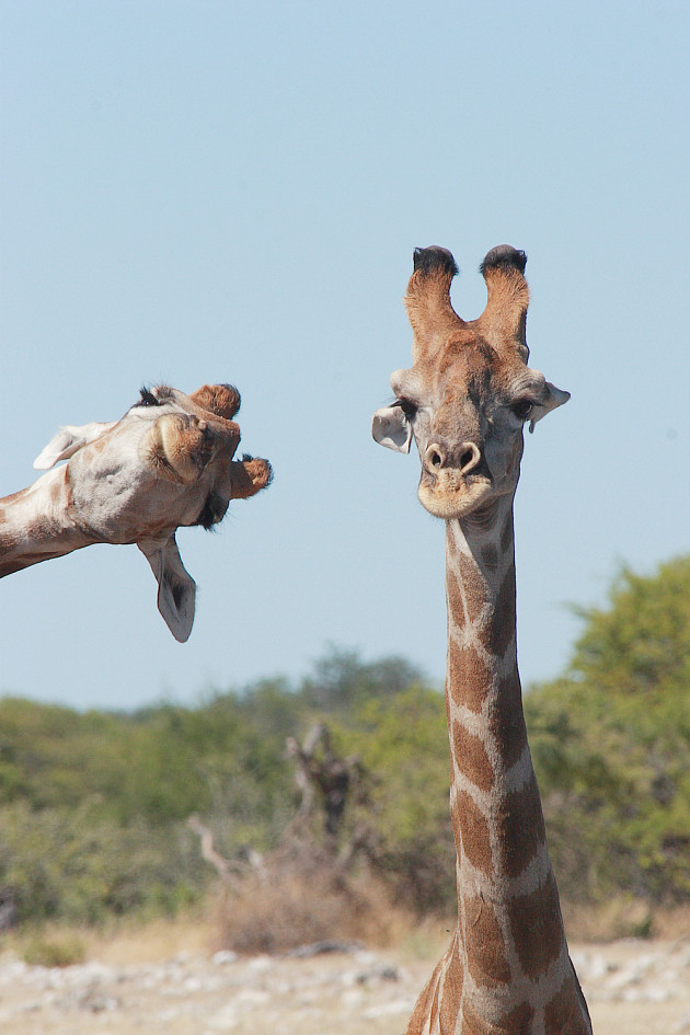 Самые смешные фотки животных по версии Comedy Wildlife Photography