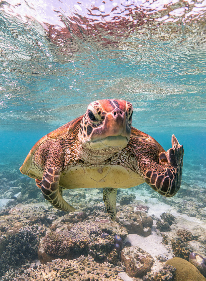 Самые смешные фотки животных по версии Comedy Wildlife Photography