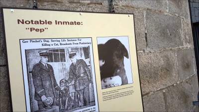 История собаки, получившей пожизненный срок. Фото 