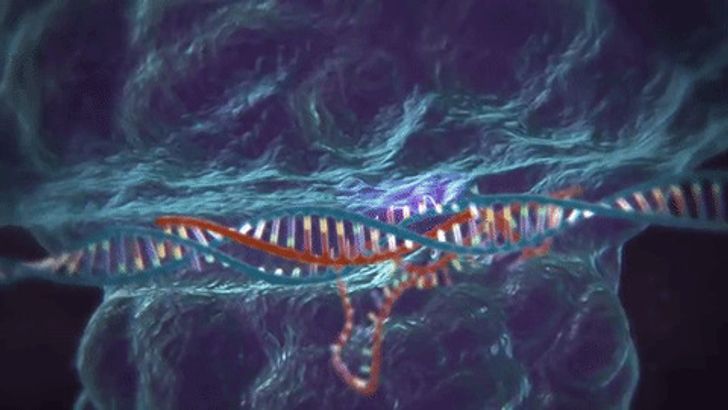 16 доказательств, что ДНК устроена не совсем так, как нам рассказывали в школе