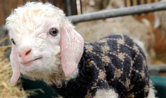 Фото: Смешные маленькие модники: животные, которые любят носить свитера 