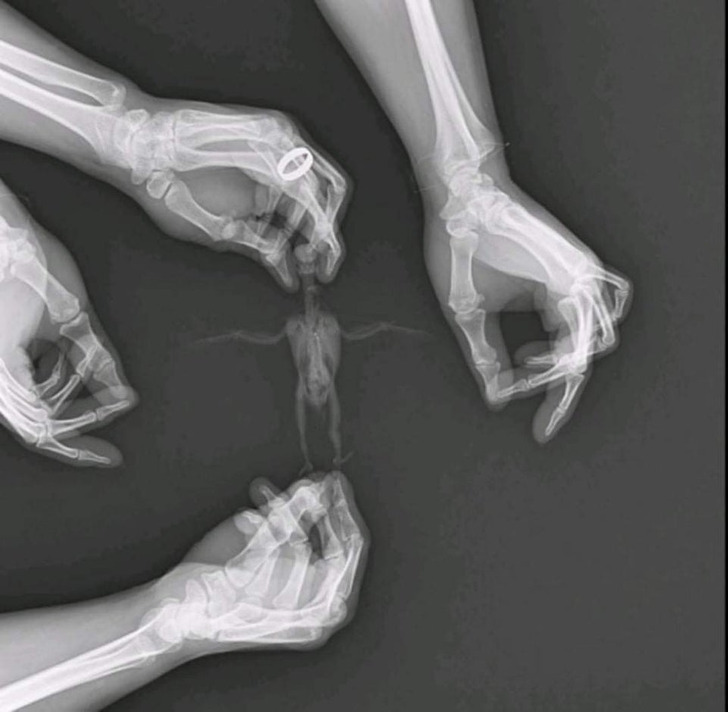 15 рентгеновских снимков, которые откроют этот мир с новой стороны