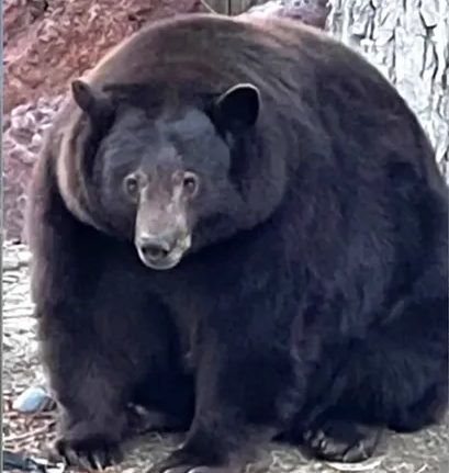 В США медведь пробирается в дома и отбирает у людей еду: косолапый поправился до 200 килограммов (ФОТО, ВИДЕО)