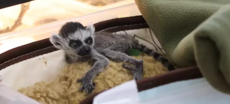 Малыша лемура в столичном зоопарке назвали Байрактаром: детеныш спит на грелке (ФОТО)