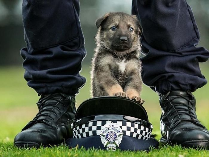 Потешные щенки-полицейские, готовые стоять на страже закона