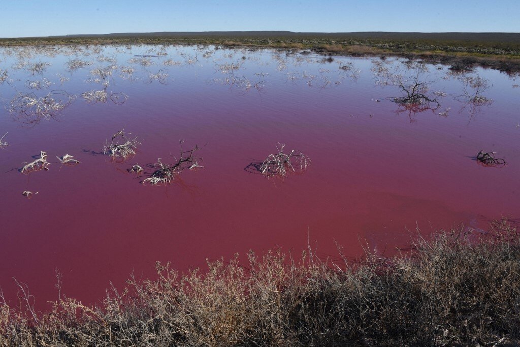 В Аргентине лагуна из-за отходов окрасилась в ярко-розовый цвет. Фото