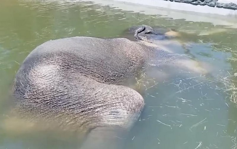 slon v bassejne