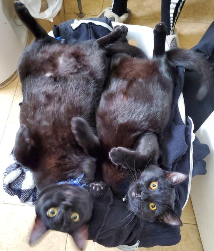 20+ черных котиков, которые ломают стереотипы и приносят в дом лишь смех и радость
