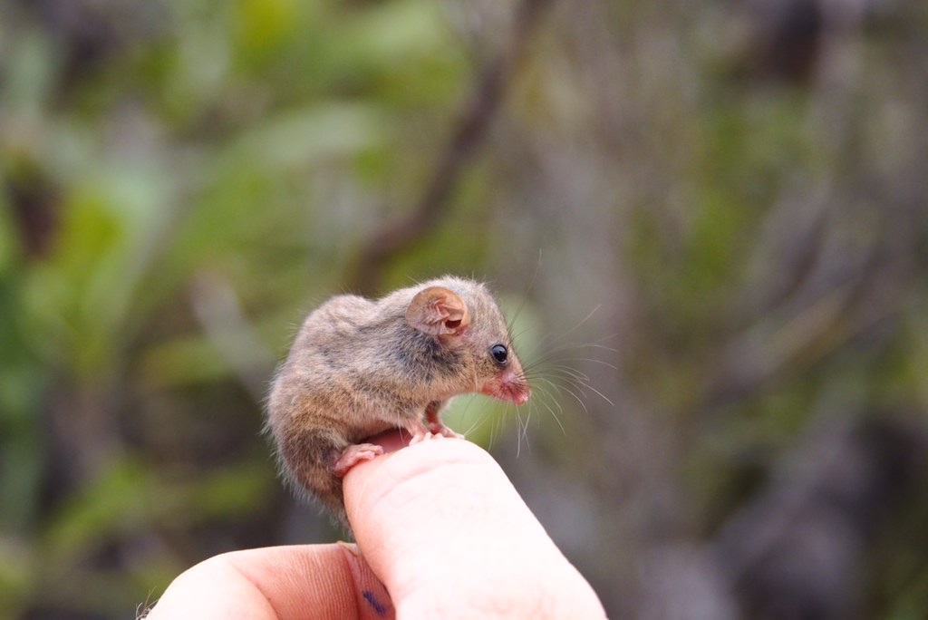 В Австралии нашли животных, которые ранее считались вымершими из-за пожаров. Фото